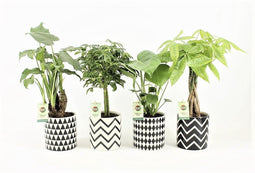 Jungle Mix in Escher Keramiek