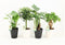 Tropic Mix in Zwart & Wit Keramiek