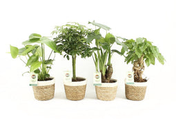 Tropic Mix in Noah Korb