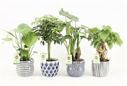 Tropic Mix in Delft-Blue Keramiek