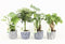 Tropic Mix in Delft-Blue Keramiek