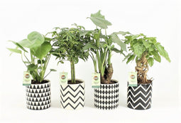 Tropic Mix in Escher Keramiek