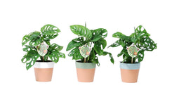 Trio Monstera Monkey Leaf in Romy keramiek