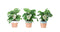 Trio Monstera Monkey Leaf in Romy keramiek