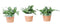 Murdannia 'Bright Star' in Romy keramiek
