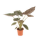 Alocasia Wentii