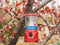 Olight Olantern mini rood
