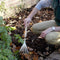Borderhark RHS - Verlengd