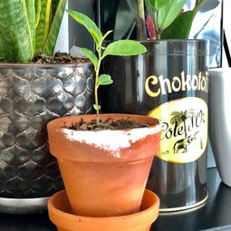 CAMELIA SINENSIS (THEE PLANT) KWEEKSETJE - GROW YOUR OWNN