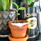 CAMELIA SINENSIS (THEE PLANT) KWEEKSETJE - GROW YOUR OWNN