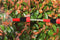 Fiat Professional - Tuinslang met wandmeubel - 20 meter