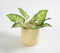 Hand Poured Concrete Yellow Planter
