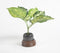 Ribbed Wooden & Black Terracotta Desk Planter