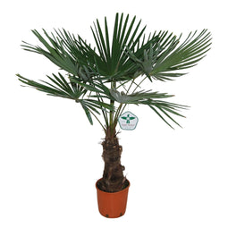 Trachycarpus fortuneii