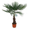 Trachycarpus fortuneii