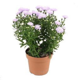 Aster Showmaker Lilac Sunset