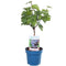 Blauwe druif 'Vitis Vinifera Nero'