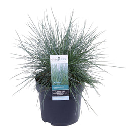 Festuca glauca Azura Blue ® (‘blauw schapengras)