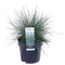 Festuca glauca Azura Blue ® (‘blauw schapengras)