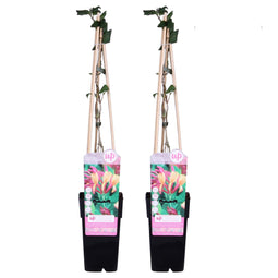 Duo Kamperfoelie ‘Lonicera heckrottii Goldflame’