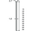 Dutack Brad SKN16 CRvs 50 mm doos 2.500 stuks - 5138045