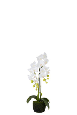 ORCHID FRESH TOUCH WHITE S