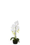 ORCHID FRESH TOUCH WHITE S