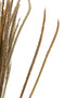 BUNDLE DRIED OR FOUN GR NAT