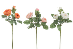 ROSE BUNC FT PL OR/W MIX SASS3