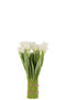 TULIPS IN BUNDLE PL WH/GRN