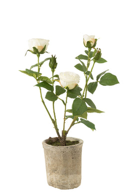 ROSE 5HEA+POT PL/TEXT WH/GRN