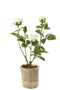 ROSE 5HEA+POT PL/TEXT WH/GRN