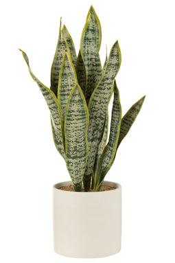 PLANT SANSEV POT PVC GRN XL