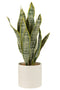 PLANT SANSEV POT PVC GRN XL
