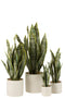 PLANT SANSEV POT PVC GRN XL