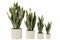 PLANT SANSEV POT PVC GRN XL