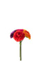 RANUNCULUS BUNDLE ARTI MIX