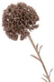PALMTREE SEAGRASS NAT S