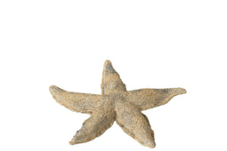 STARFISH POLYRESIN BR/GO S