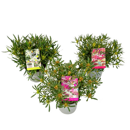 Rhododendron Azalea StarStyle - Set van 3 - Japans - Pot 10,5cm - Hoogte 25-40cm