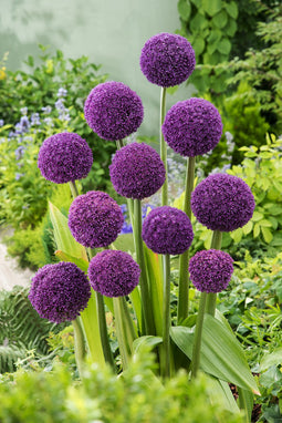 Allium Ambassador - Bloembollen - Set van 6 - Paarse bollen - hoog