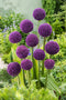 Allium Ambassador - Bloembollen - Set van 6 - Paarse bollen - hoog