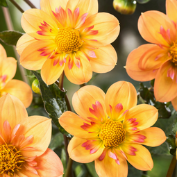 Dahlia 'Kelsey Annie Joy' - Set van 3 - Dahliaknollen - Zomerbloeiers - Geel