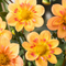 Dahlia 'Kelsey Annie Joy' - Set van 3 - Dahliaknollen - Zomerbloeiers - Geel