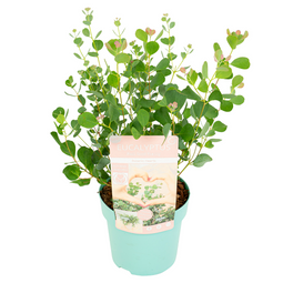 Eucalyptus Botanic Hearts - Tuinplant - Pot 19cm - Hoogte 40-50cm