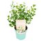 Eucalyptus Botanic Hearts - Tuinplant - Pot 19cm - Hoogte 40-50cm