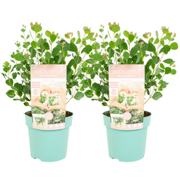 Eucalyptus Botanic Hearts - Set van 2 - Pot 15cm - Hoogte 40cm