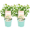 Eucalyptus Botanic Hearts - Set van 2 - Pot 15cm - Hoogte 40cm