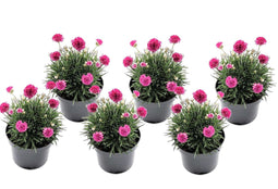 Armeria maritima - Set van 6 - Roze tuinplanten - Pot 12cm - Hoogte 20-30cm