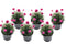 Armeria maritima - Set van 6 - Roze tuinplanten - Pot 12cm - Hoogte 20-30cm